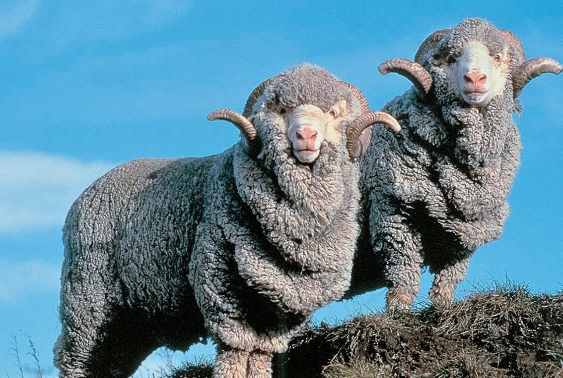 Овцы породы меринос