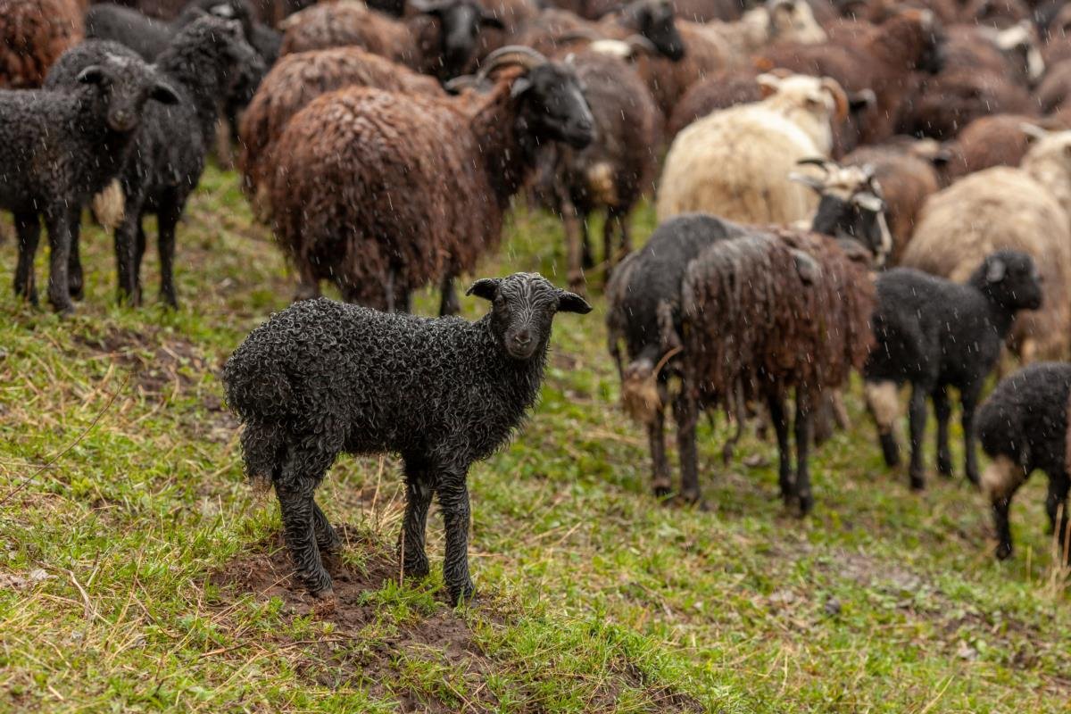 Карачаево Черкесская порода Баранов