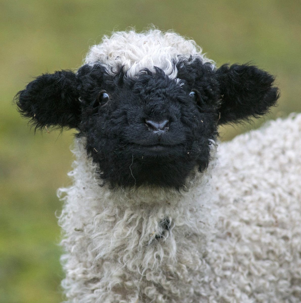 Valais Blacknose Sheep