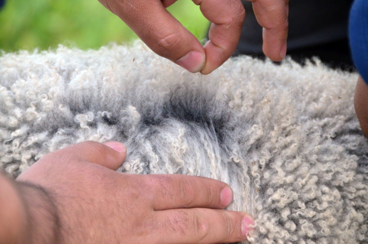 Романовская овчина