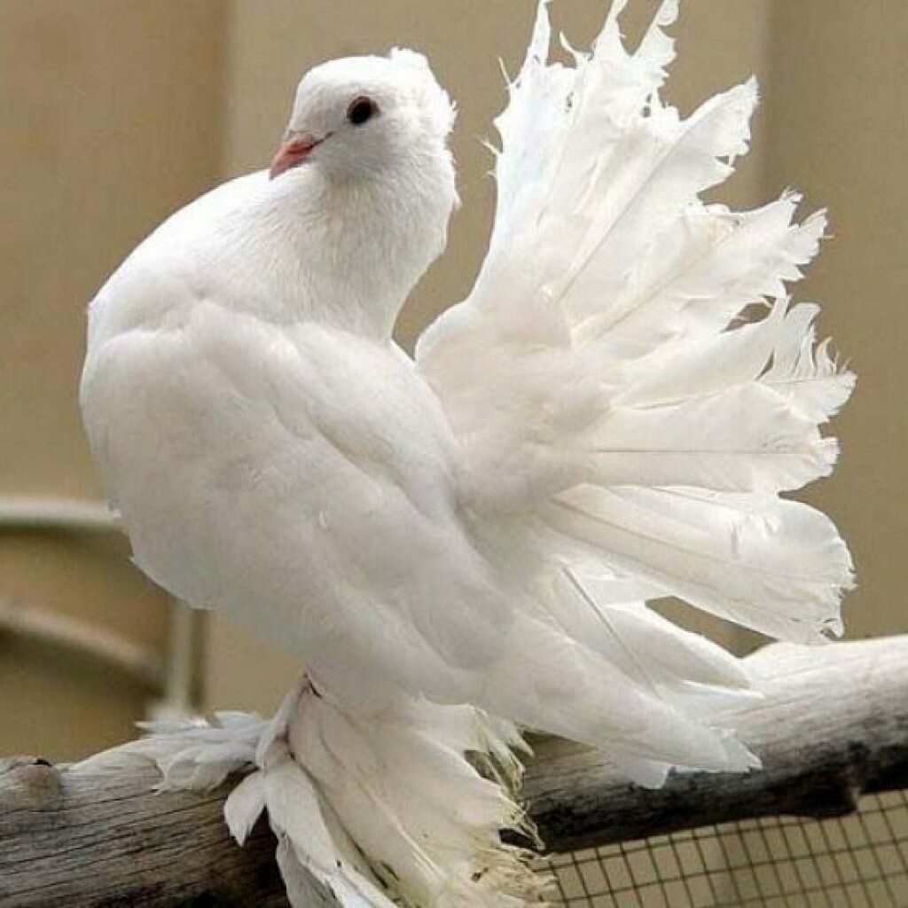 Королевский Павлин голубь