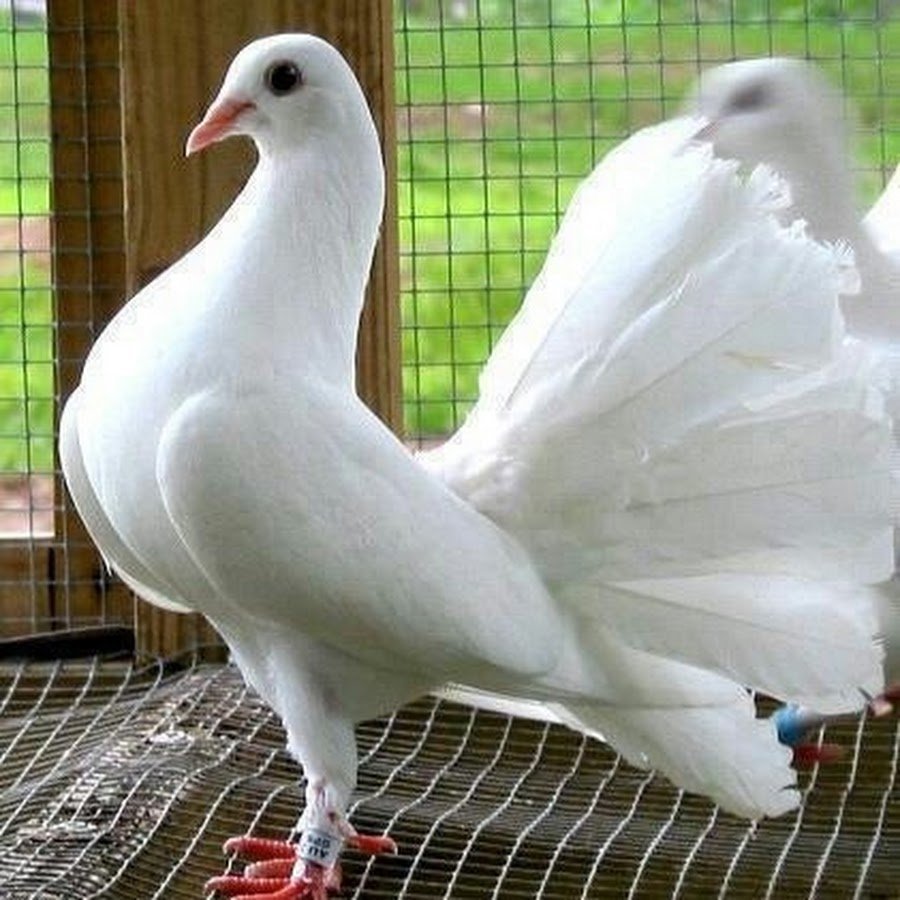 Расим кабутар