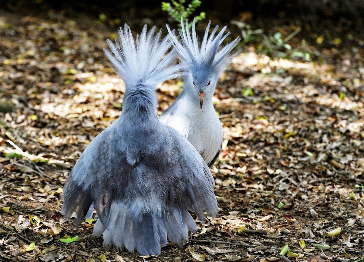 Кагу (Rhynochetos jubatus)