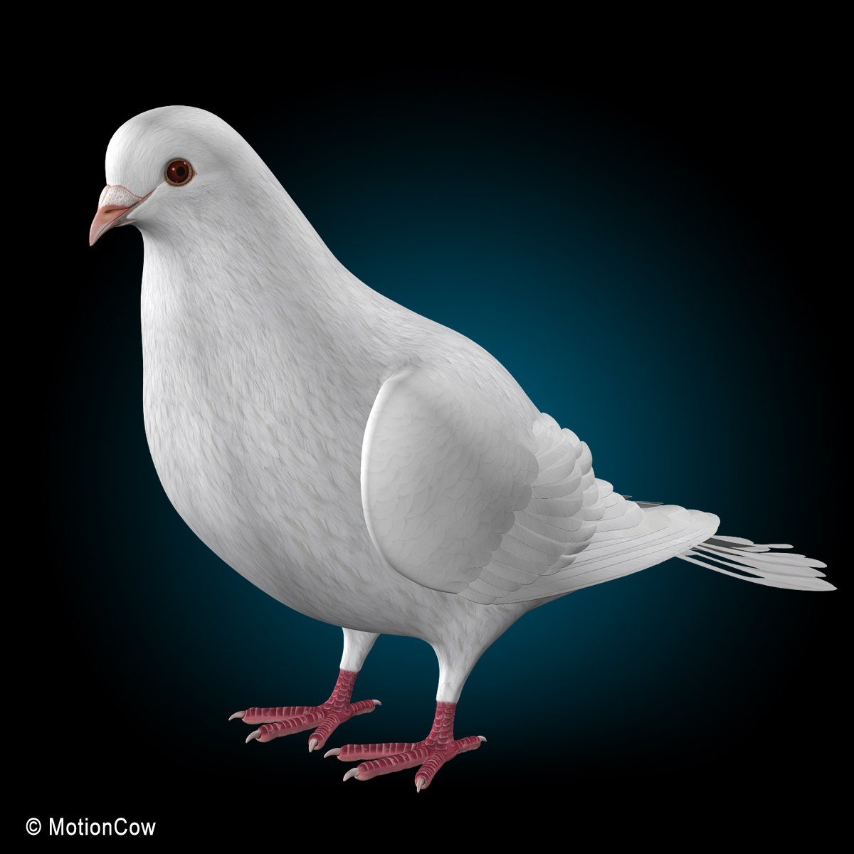 Голубь со сложенными крыльями