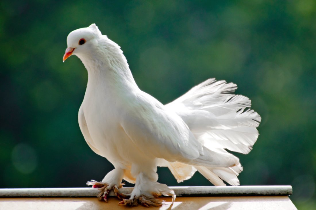 Белый породистый голубь