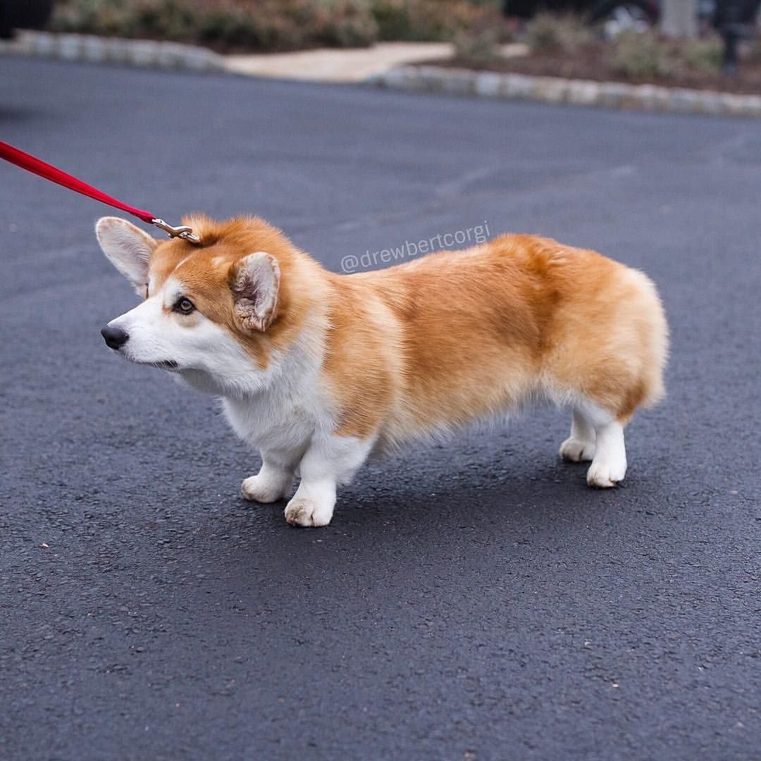 Сенбернар и корги