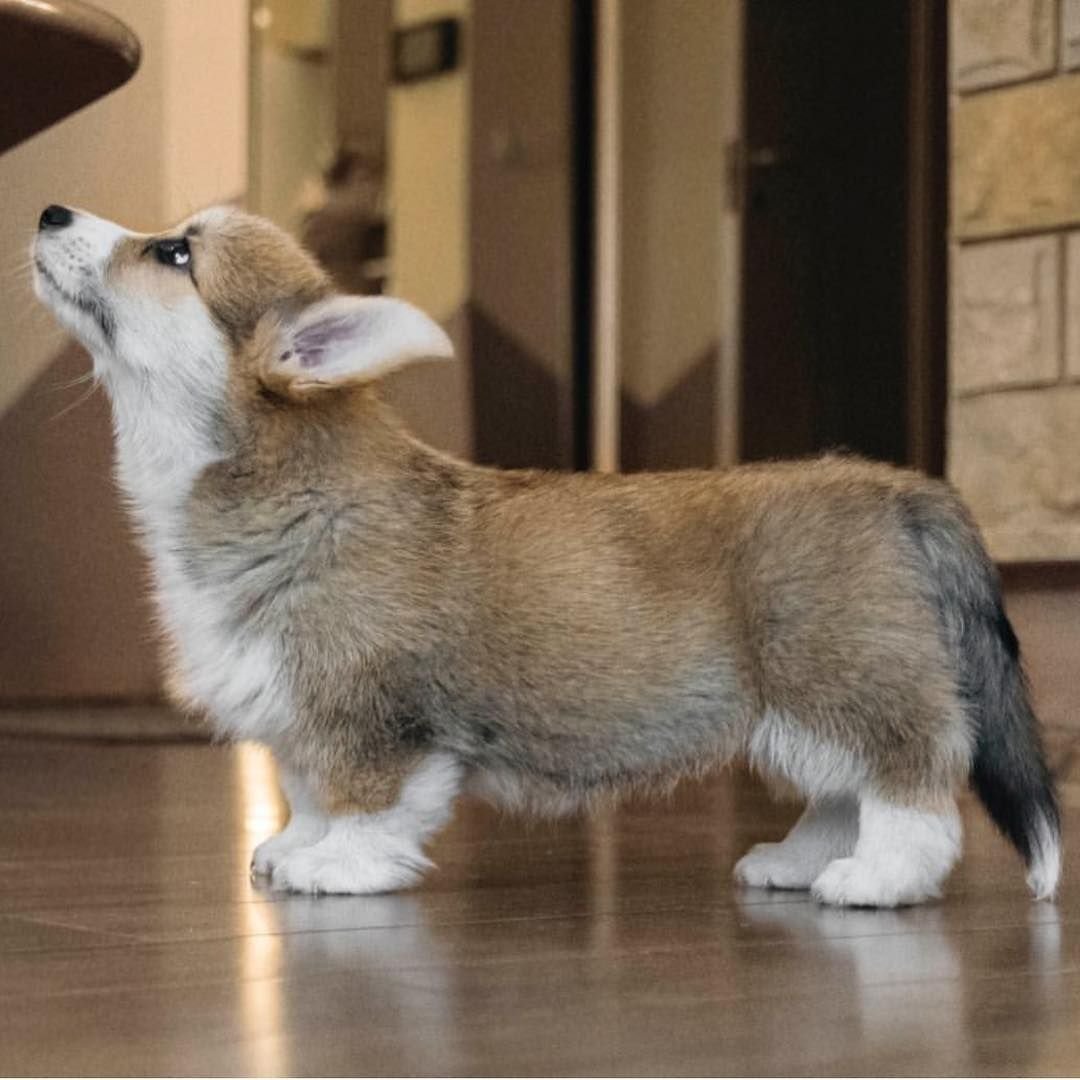 Вельш корги с хвостом