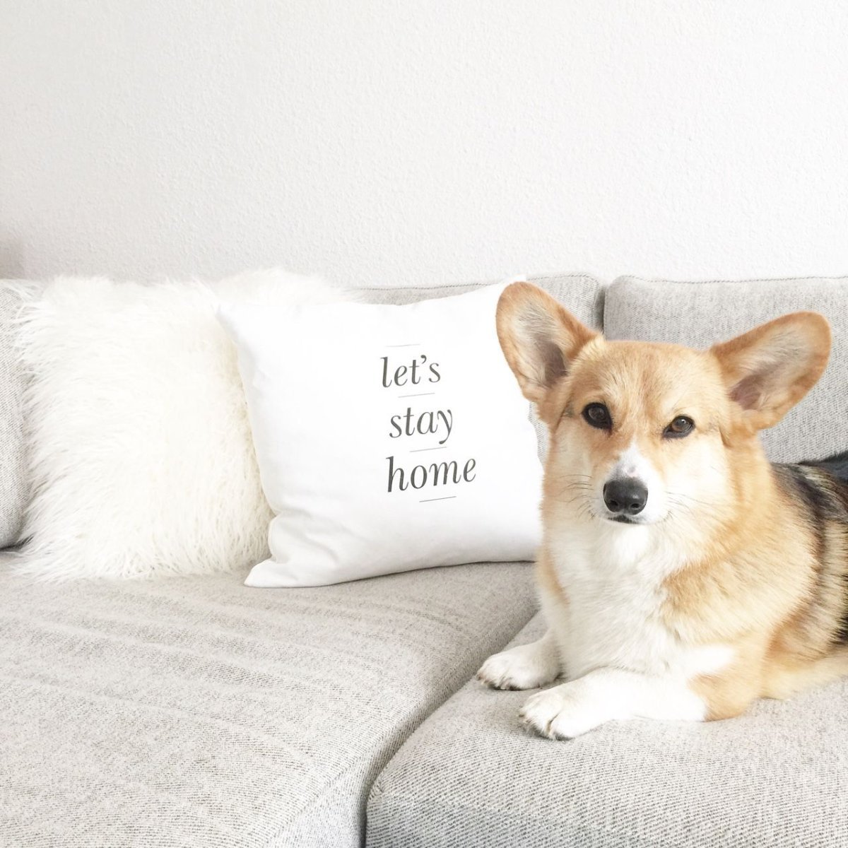 Собака мечты корги