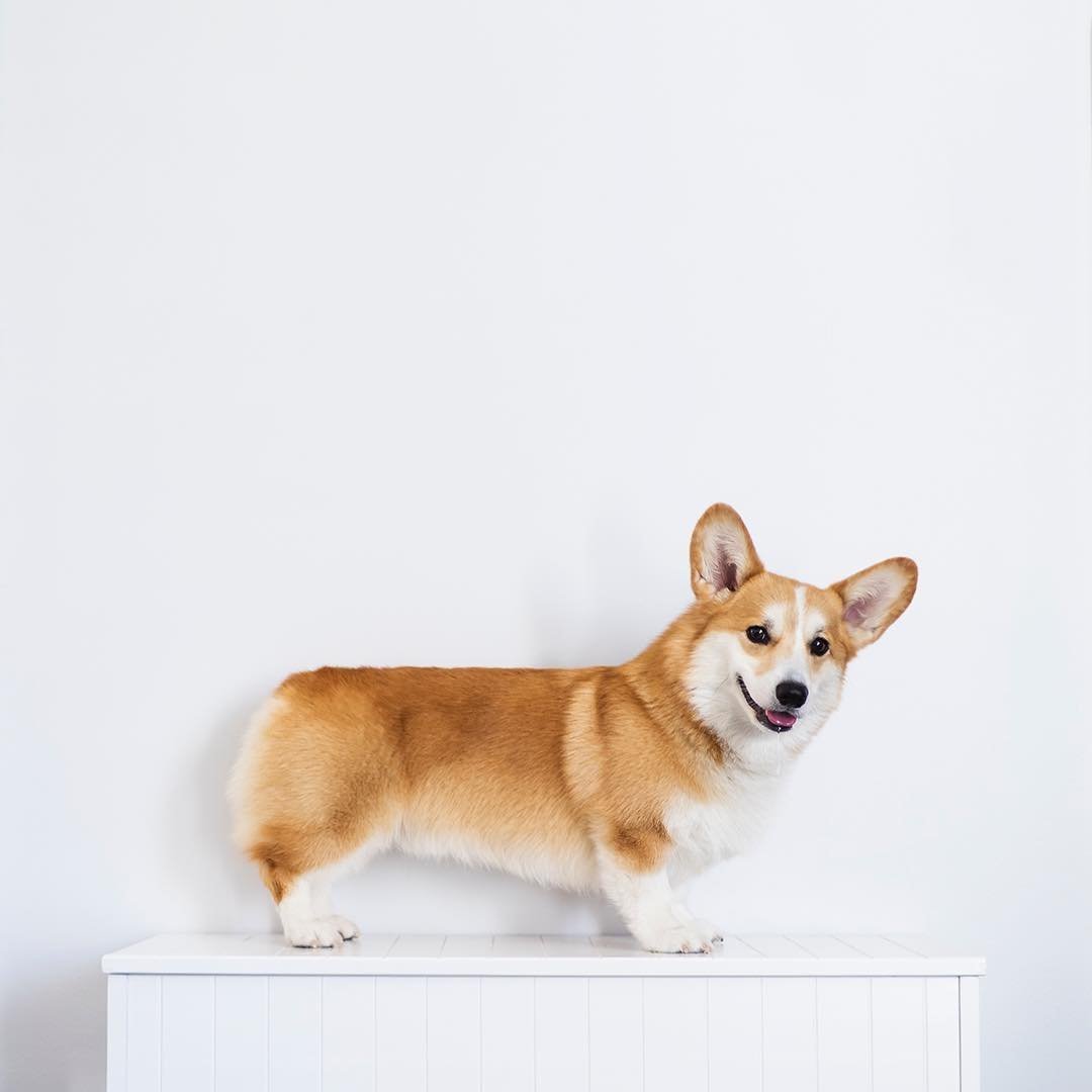 Вельш корги пемброк