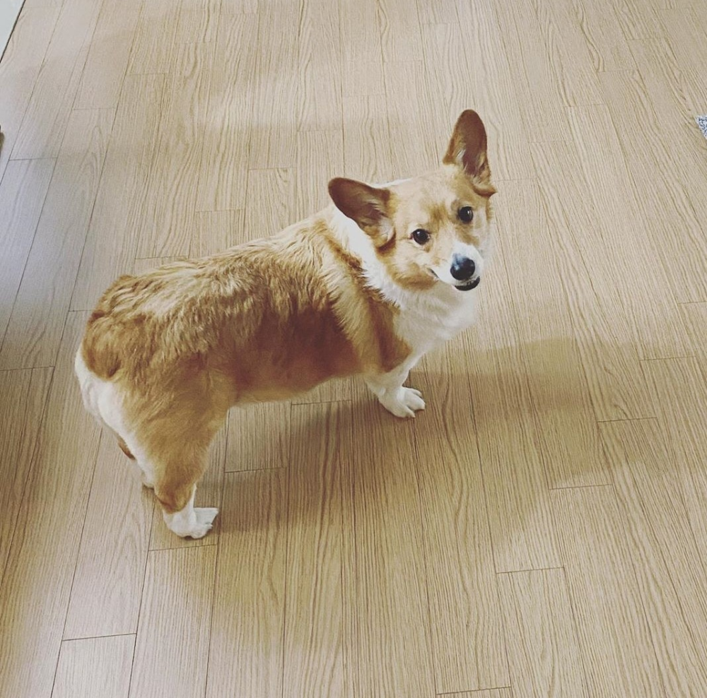 Baekhyun с собакой