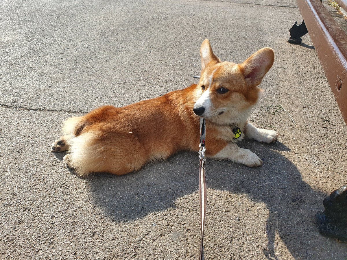 Корги Владивосток