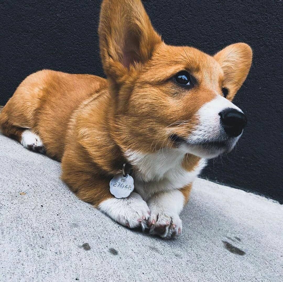 Корги гладкошерстный