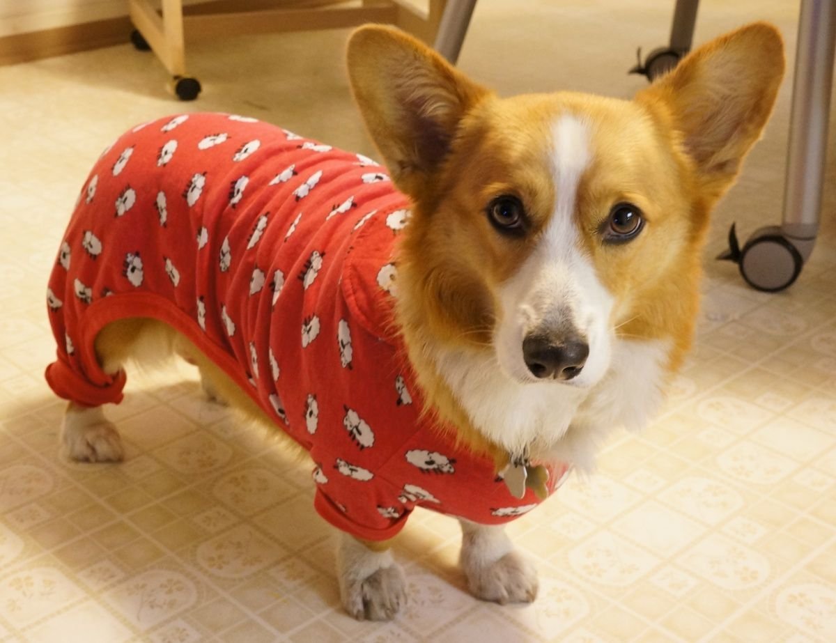 Костюм для корги кардиган