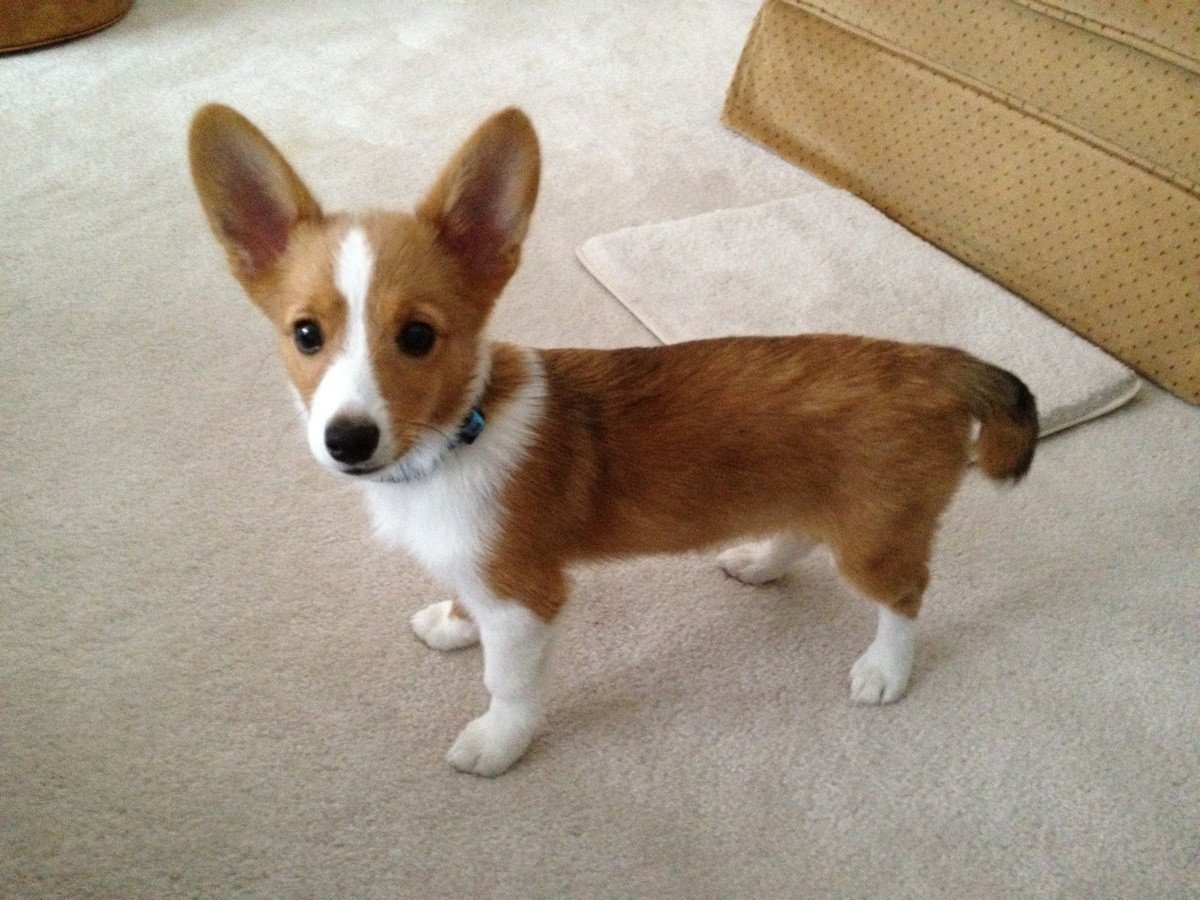 Худой корги пемброк