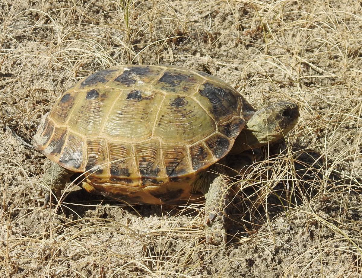 Черепахи минск. Среднеазиатская Степная черепаха. Среднеазиатская черепаха. Кызылкум Степная черепаха. Сренеаззиаская черепа.