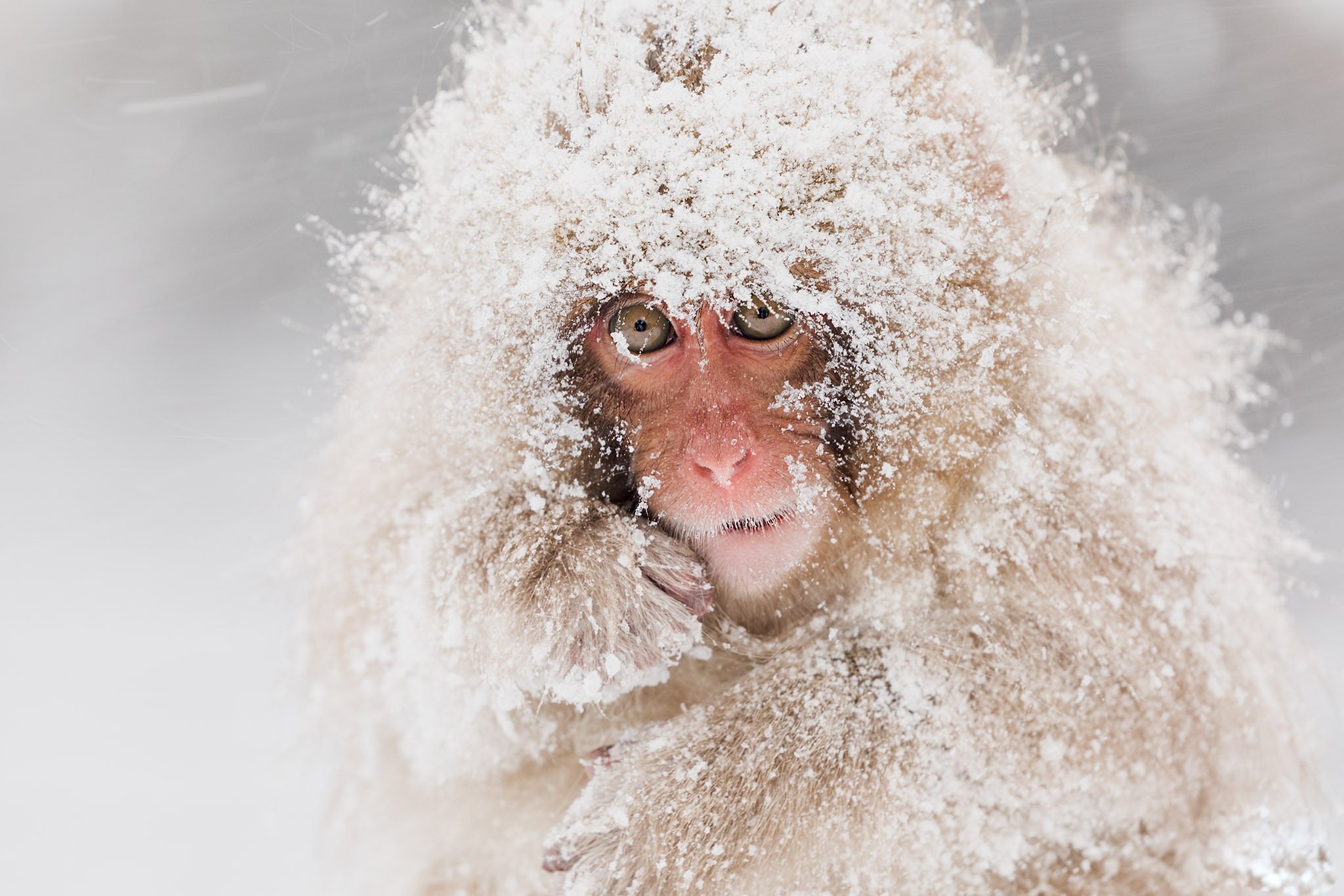 Замерзший сугроб. Обезьяна в снегу. Обезьянка зимой. Снежные обезьяны. Замерзшая обезьяна.