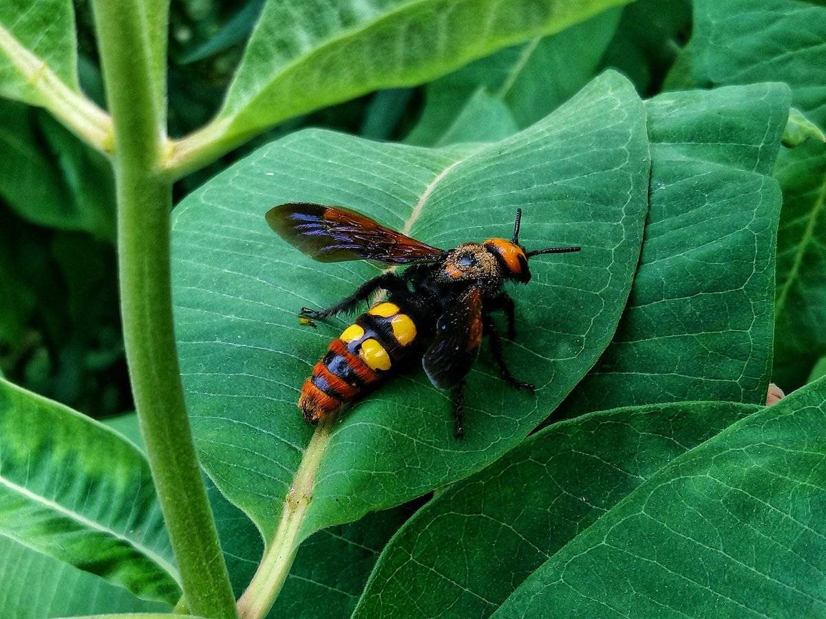 Оса Сколия гигантская