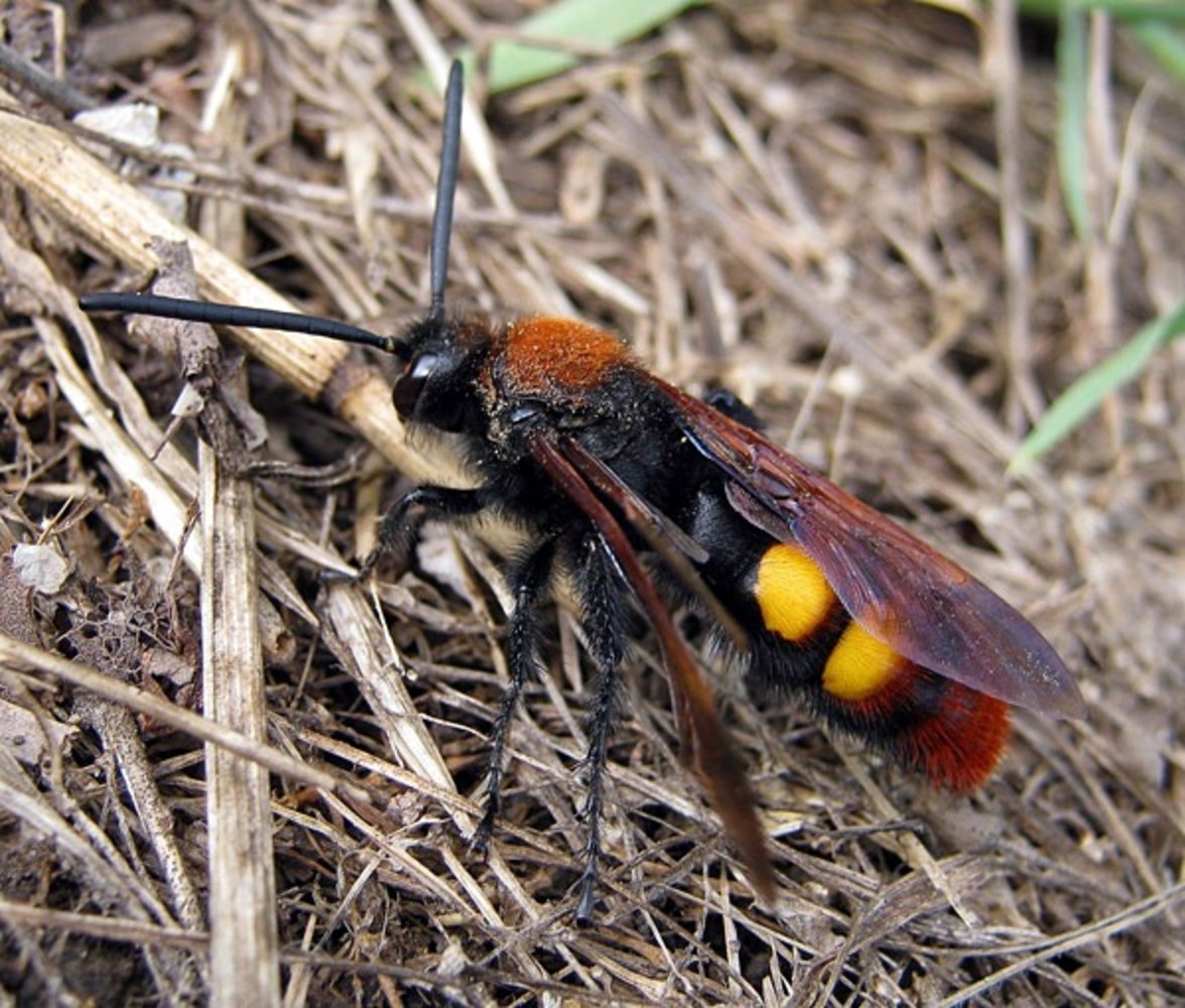 Оса Сколия и Шершень