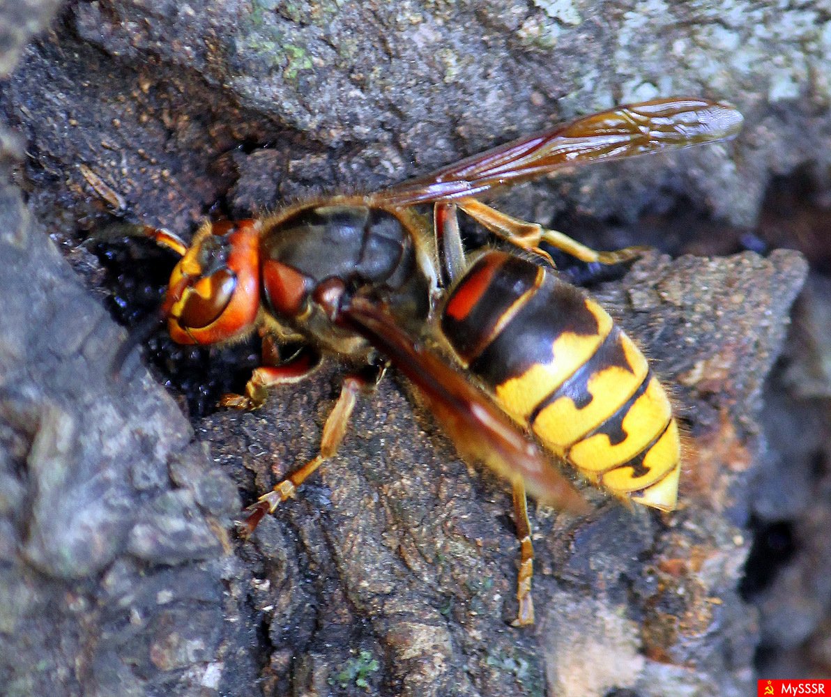 Шершень Крымский