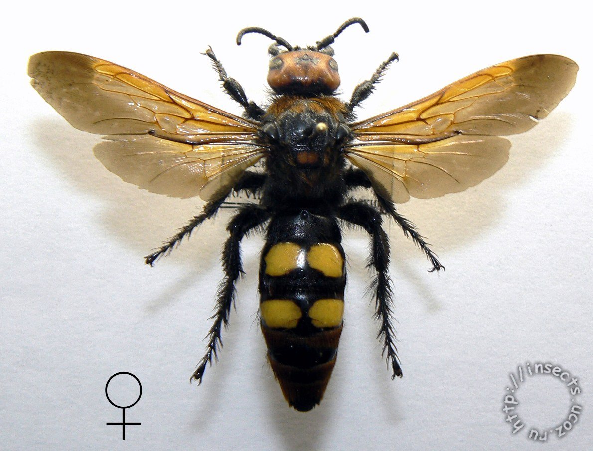 Оса Сколия гигантская