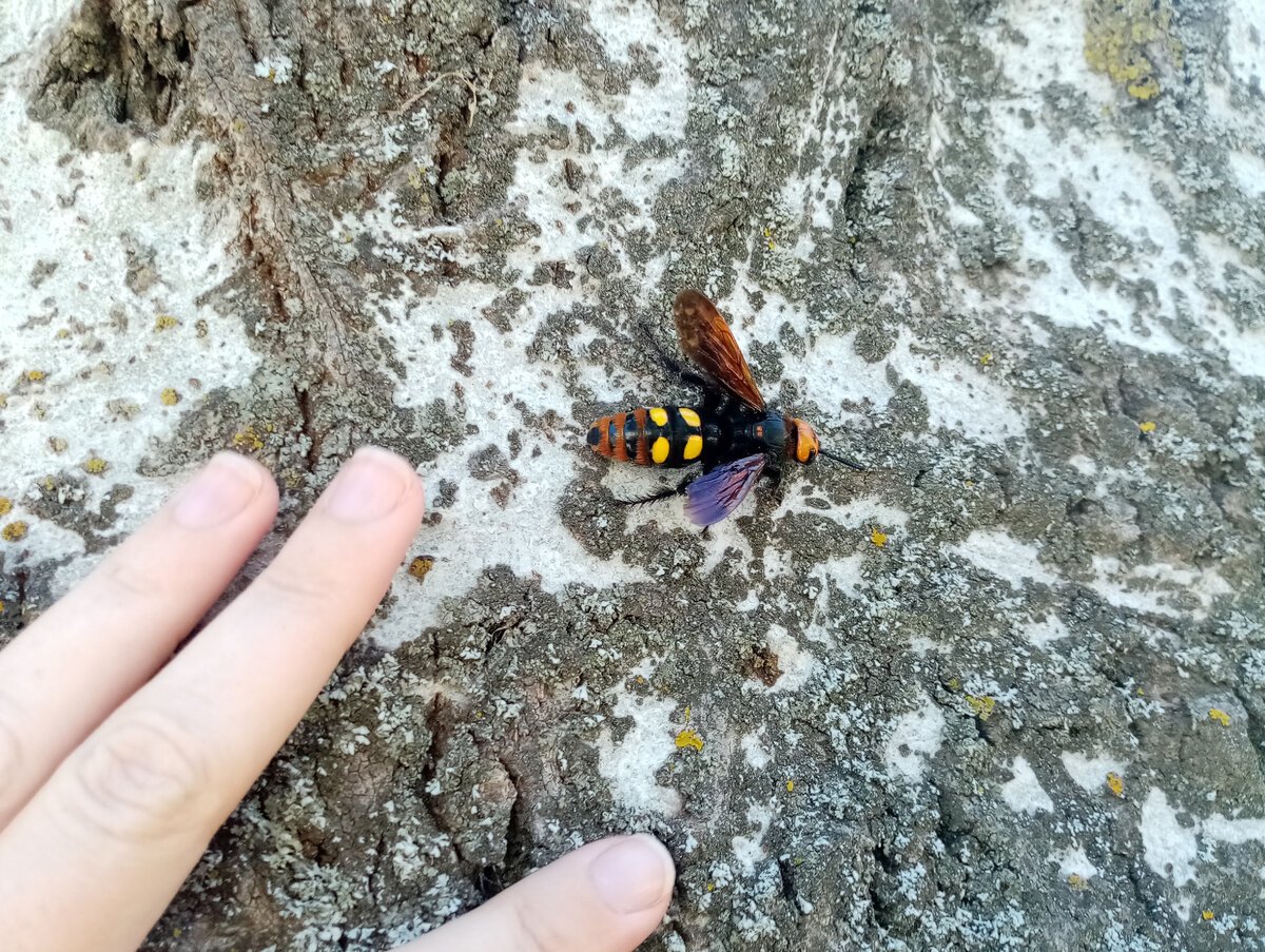 Сколия-гигант укус Оса Сколия