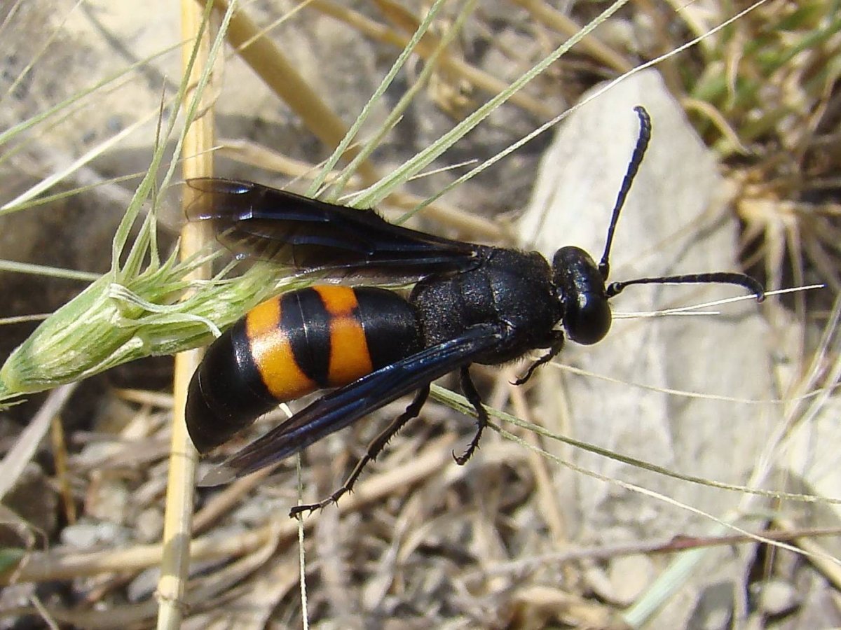 Шершень Дыбовского черный