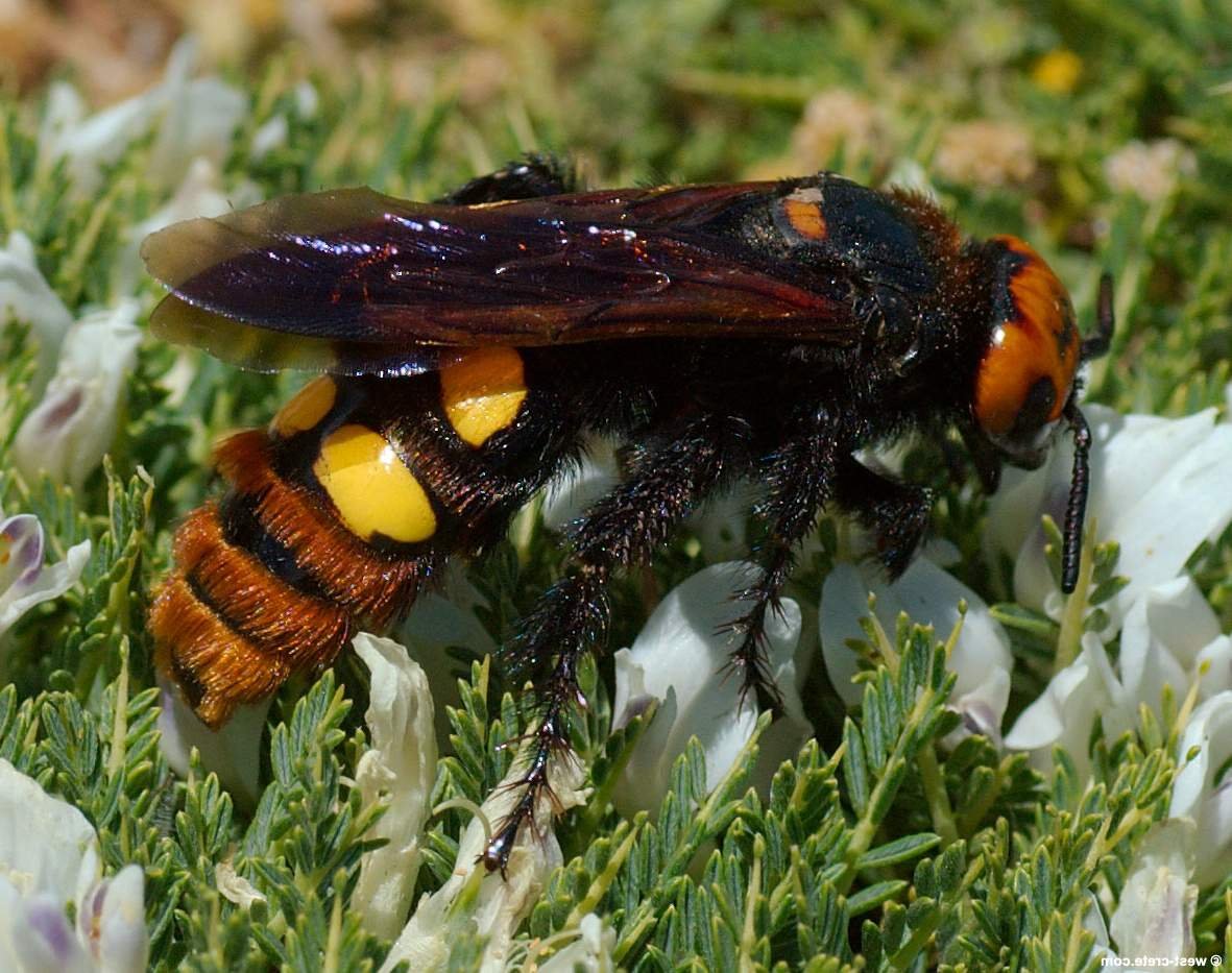 Сколия пятнистая