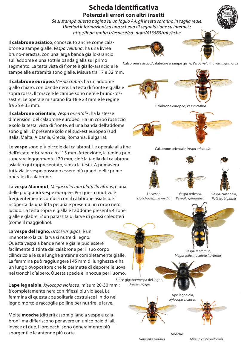 Шершень и Сколия отличия