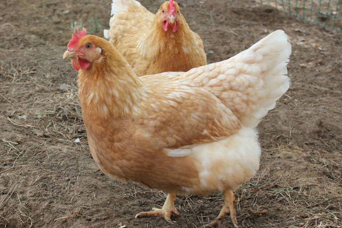 Орпингтон Изабель