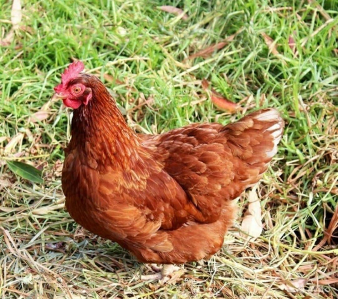 Куры рыжие Ломан Браун