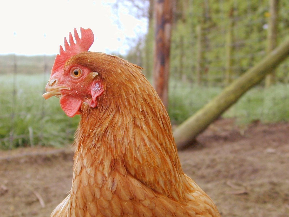 Рыжая курица