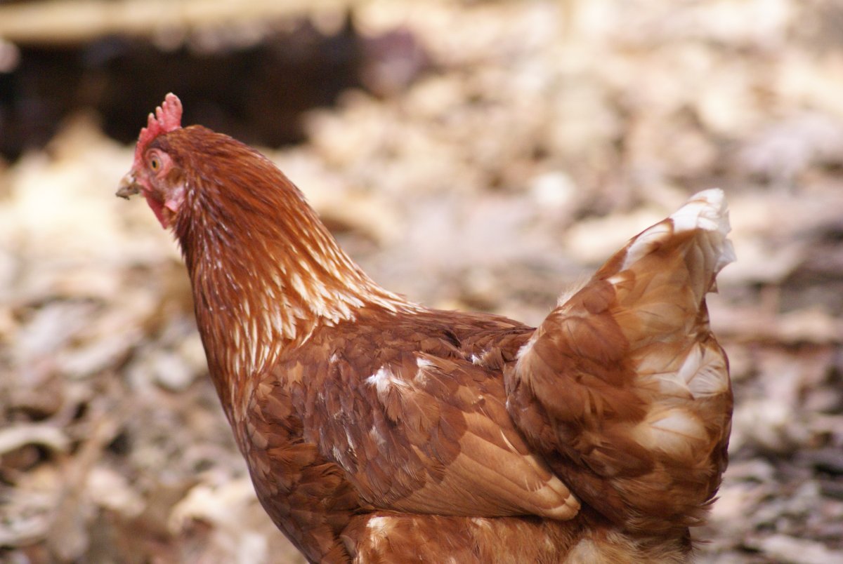 Петух Ломан Браун