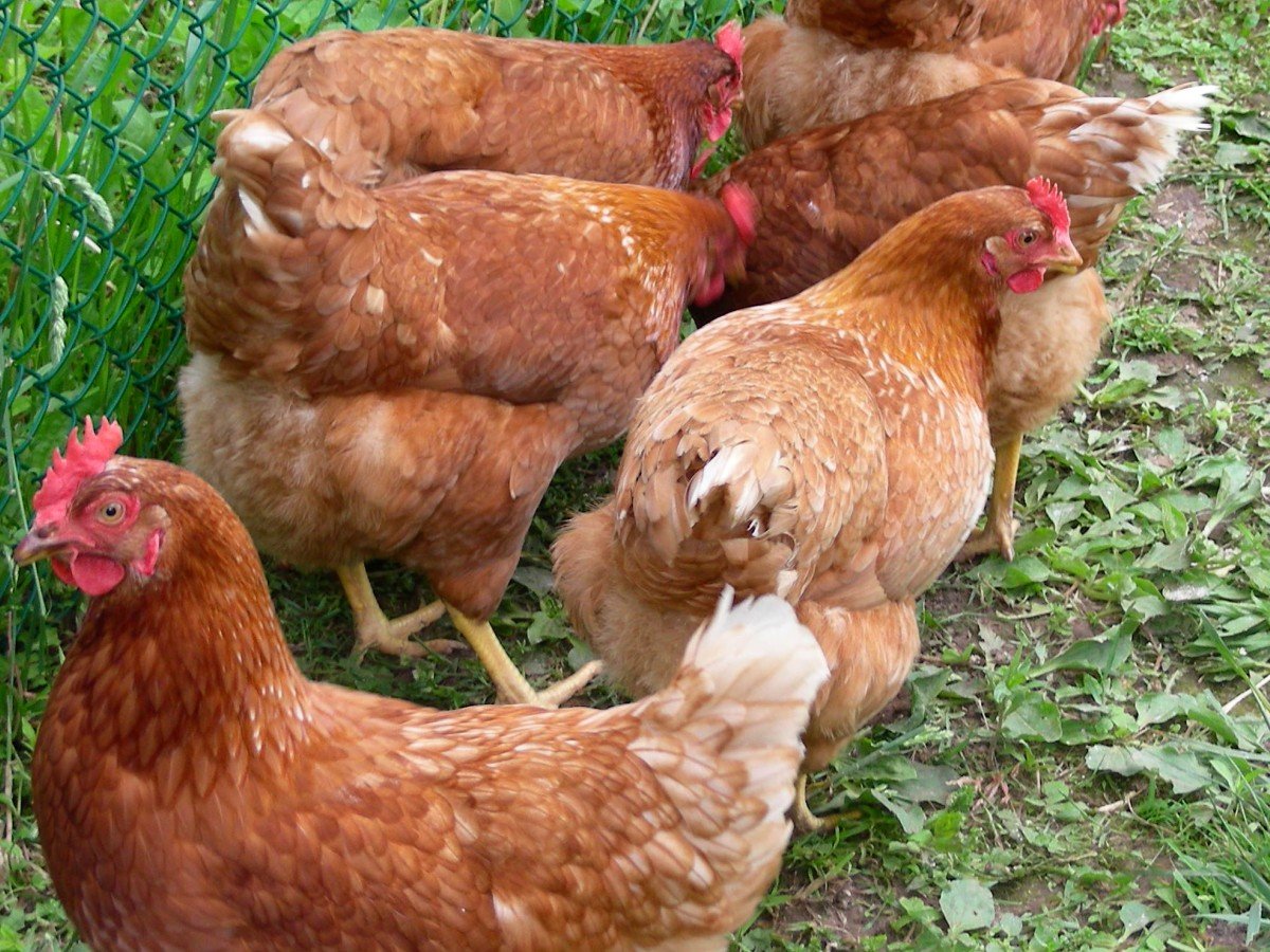 Шейвер Браун куры