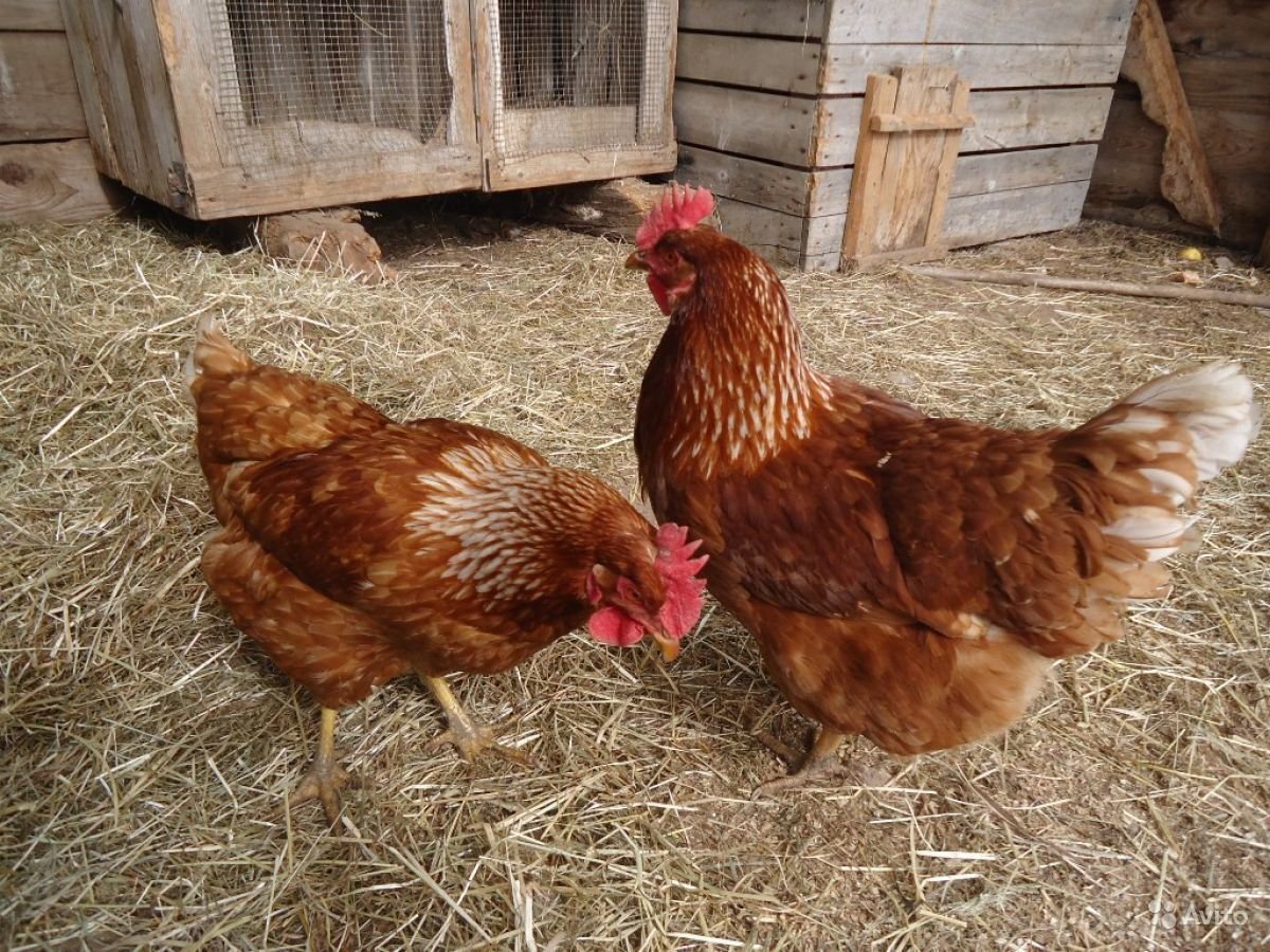 Куры Браун ник