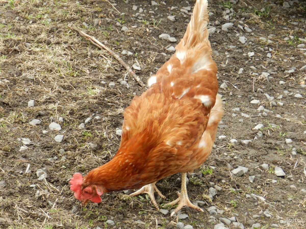 Куры несушки рыжие Ломан Браун