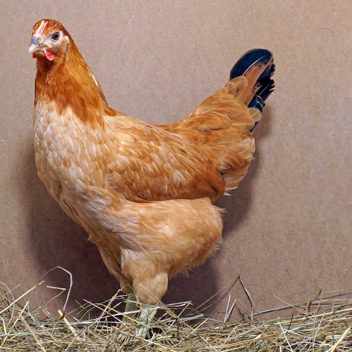 Синь Дянь порода кур