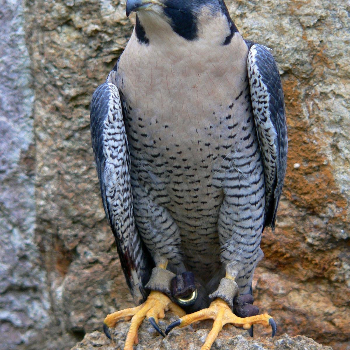 Сокол Сапсан