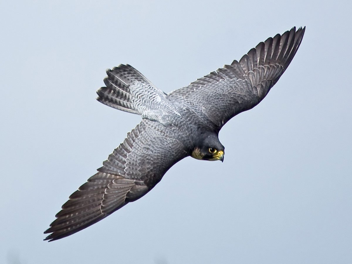 Сокол Сапсан в полёте