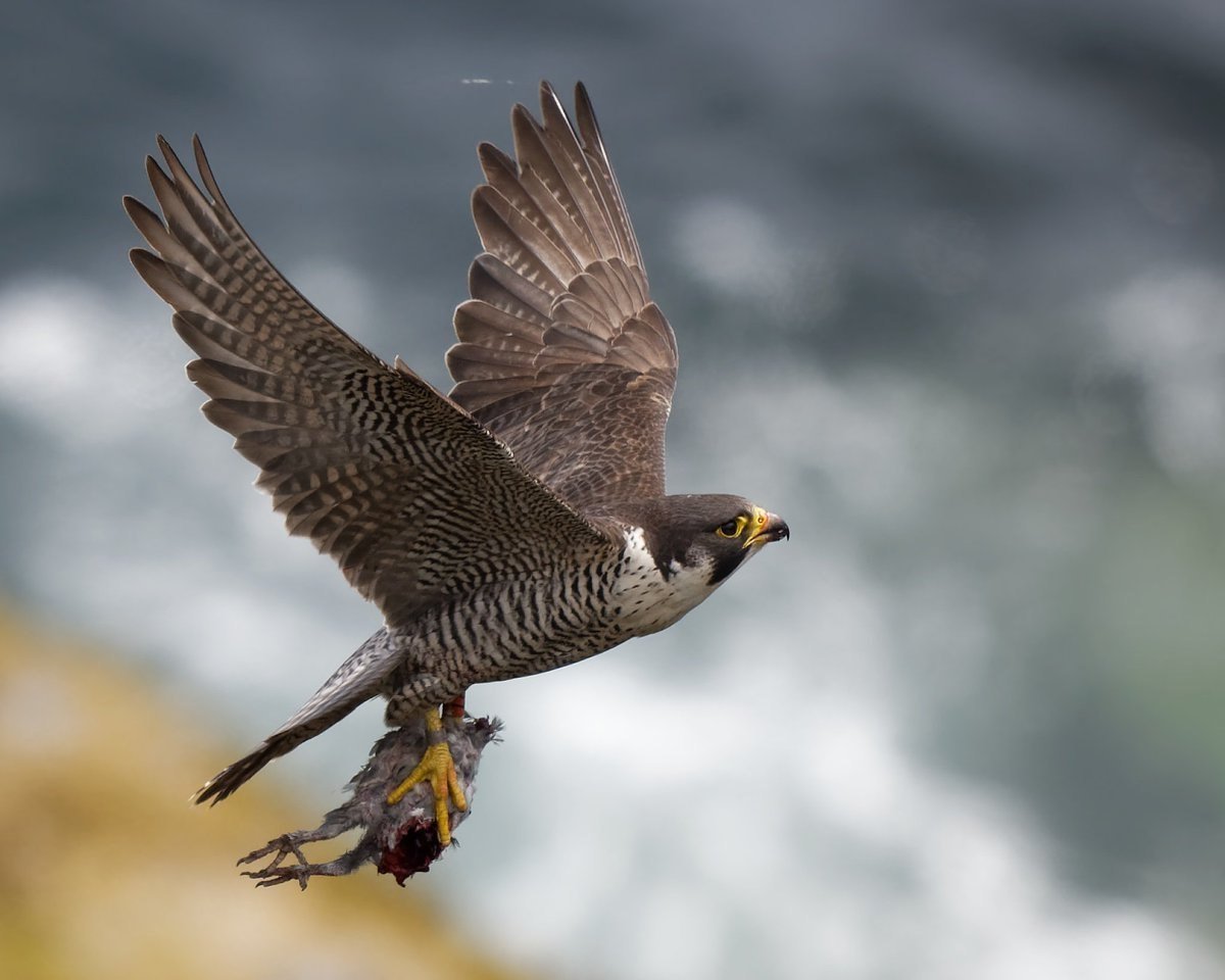 Сапсан птица и Кобчик
