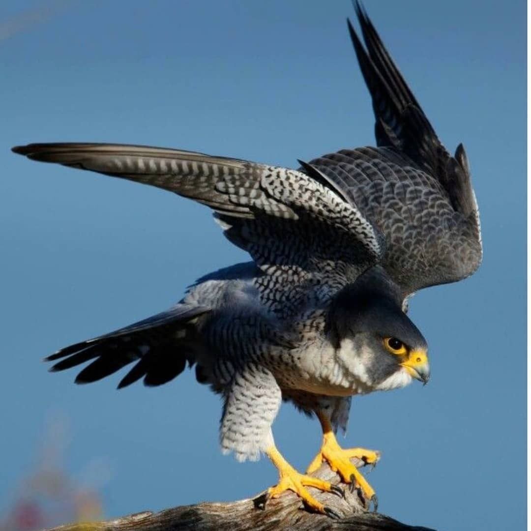 Ястреб Сапсан