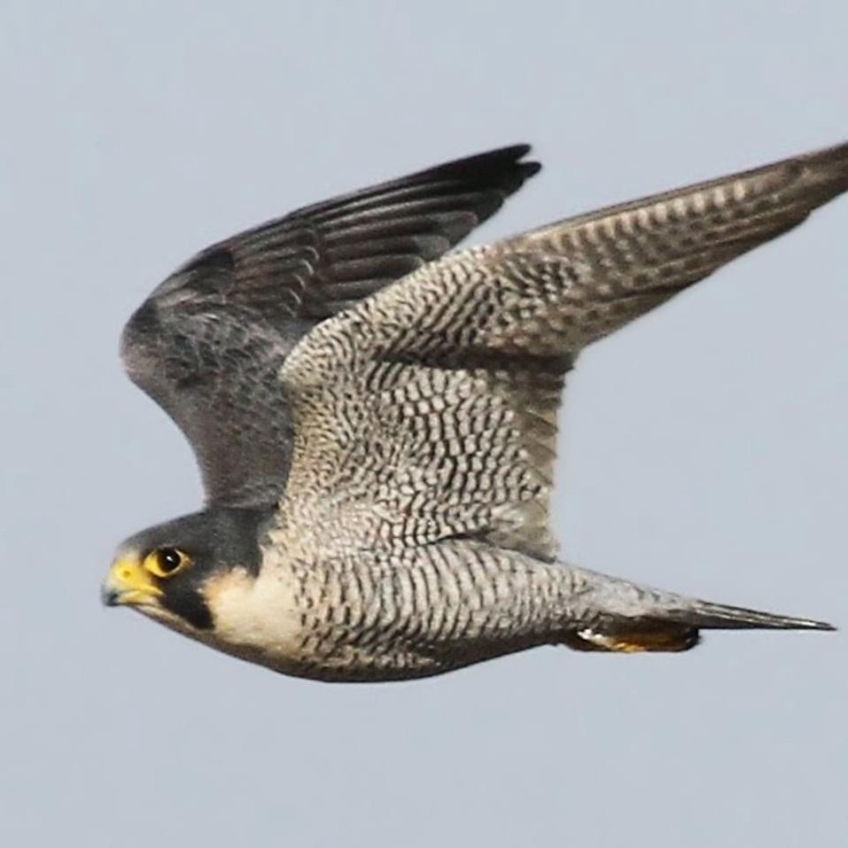 Сапсан птица ареал обитания