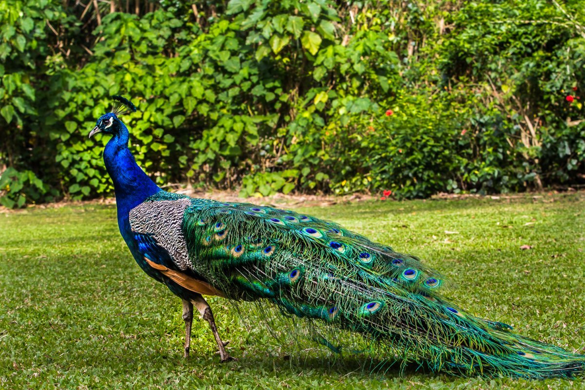 Индокитайский Павлин