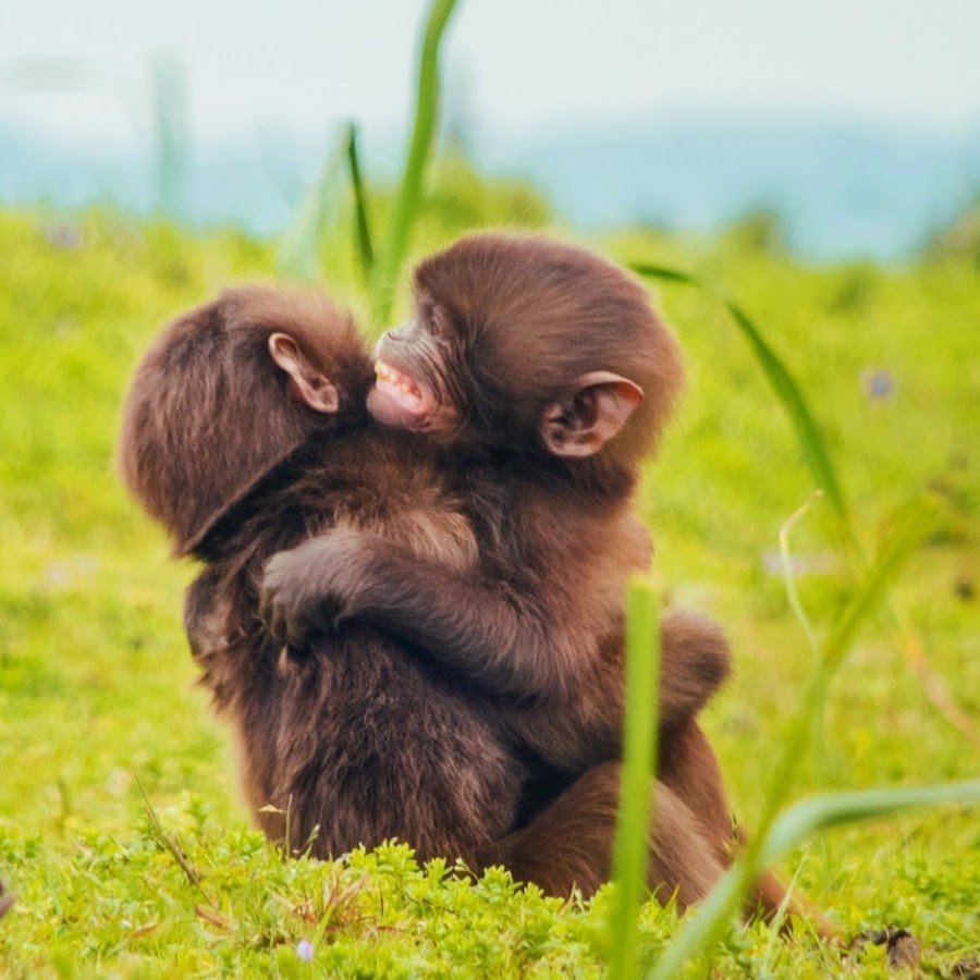 Обезьянки обнимаются