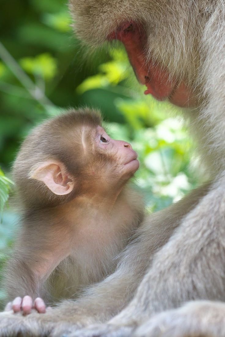 Красивая мартышка