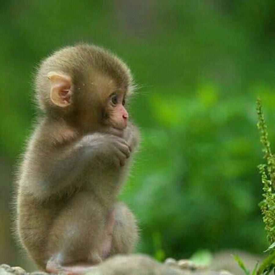 Милые мартышки