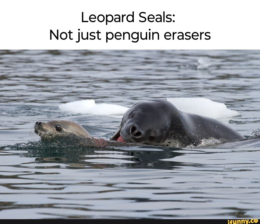 Морской леопард охота на тюленя