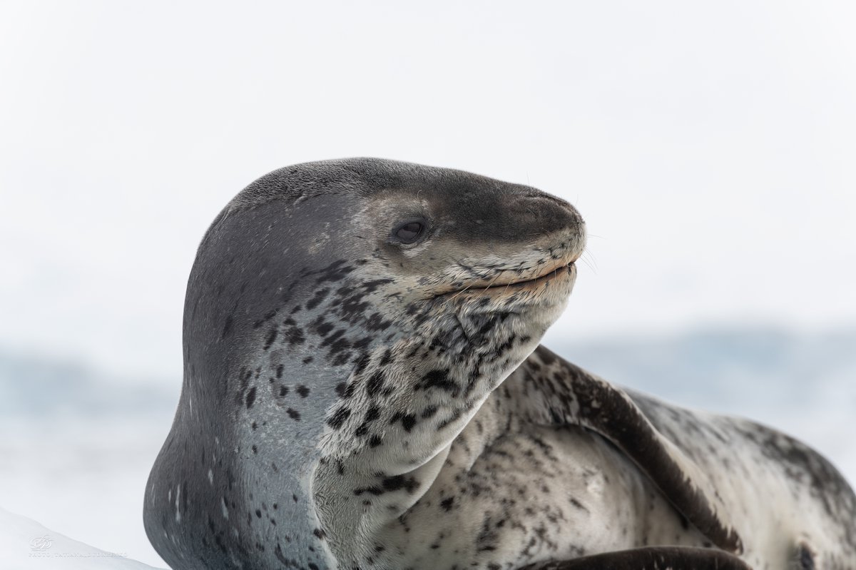Морской леопард