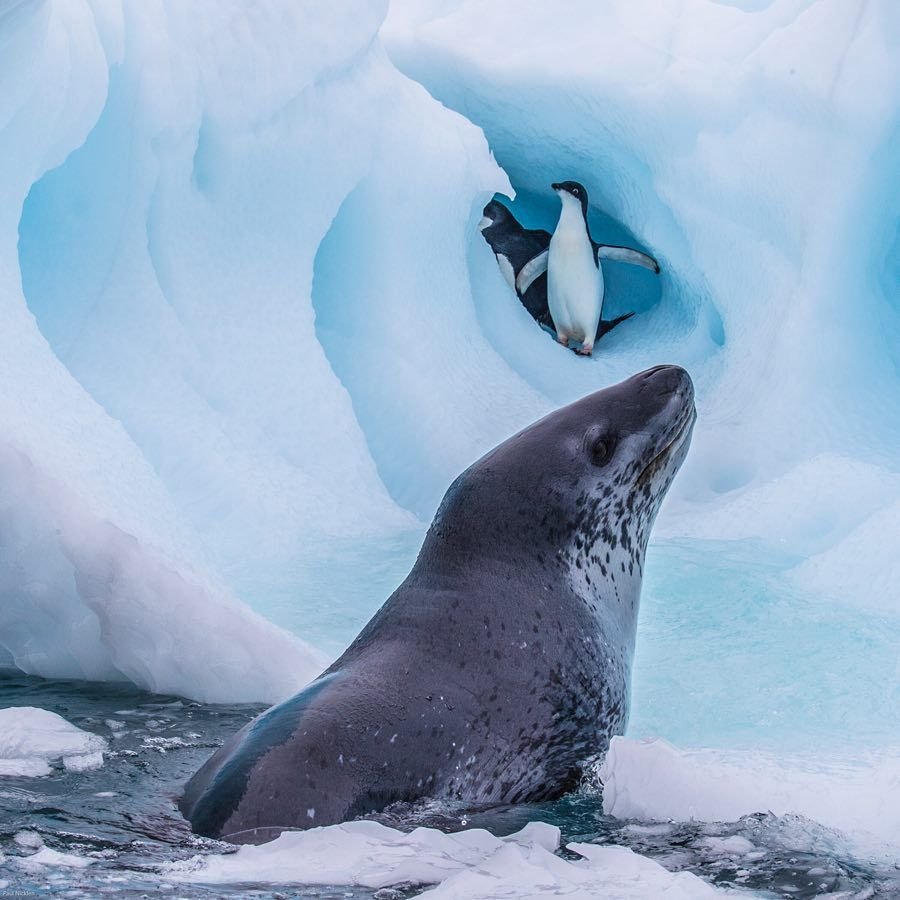 Антарктический морской леопард