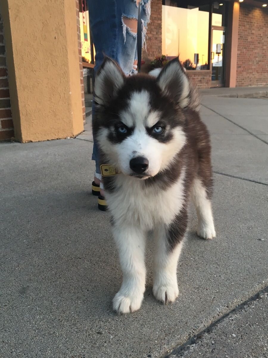 Помесь корги Аляскинский маламут
