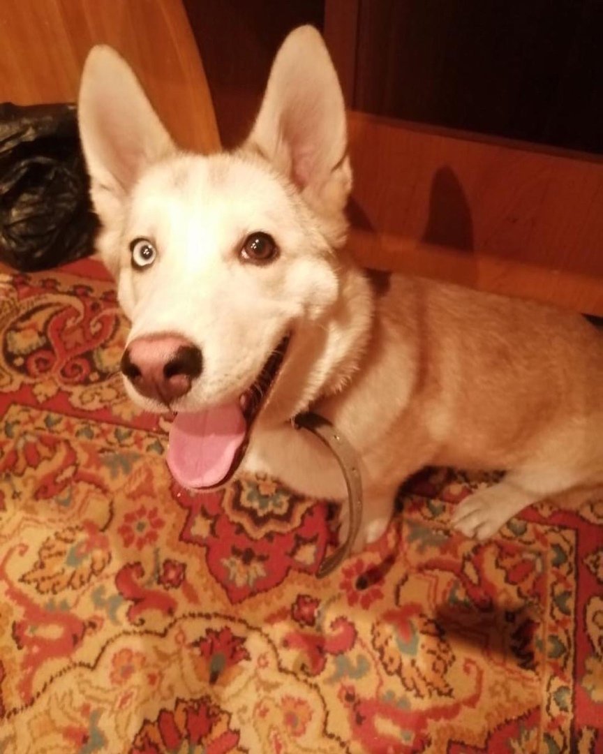 Митино отдам собаку в добрые руки